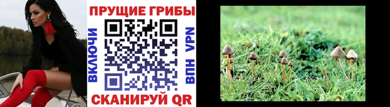 хочу наркоту Окуловка Галлюциногенные грибы MAGIC MUSHROOMS